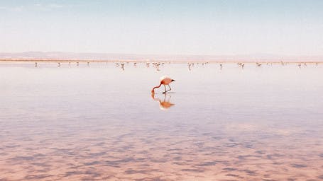 Flamenco rosa en laguna del altiplano boliviano