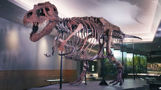 Sue, le T-Rex du Field Museum de Chicago