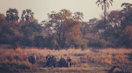 Eléphants Zambèze