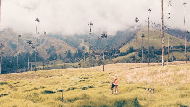 Palmeras de cera en el Valle de Cocora en Colombia