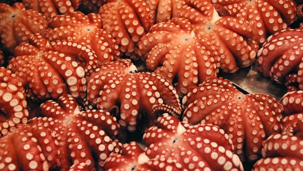 Etal de pieuvres au marché Toyosu à Tokyo