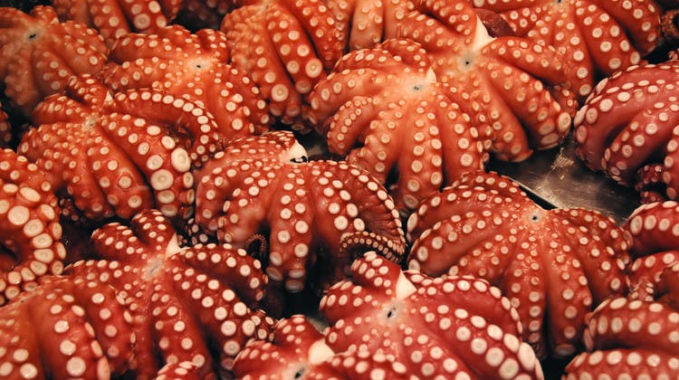 Etal de pieuvres au marché Toyosu à Tokyo