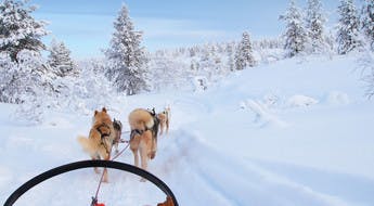 Chiens de traîneaux en Finlande en rejoignant un groupe de voyageurs avec Evaneos