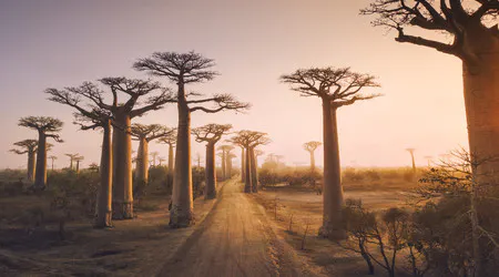 Madagaskar