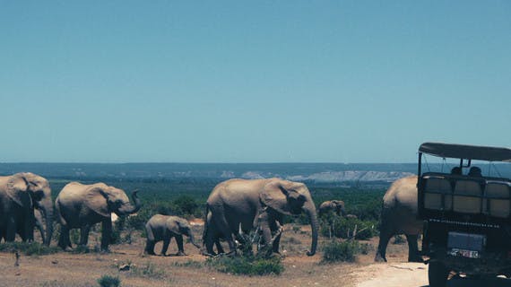 Elephants parc afrique du sud