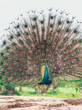 Paon dans le parc national de Yala