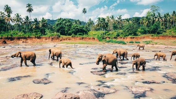 Polonnaruwa,santuario degli elefanti in Sri Lanka