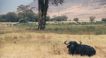Buffle dans le parc de Ngorongoro en Tanzanie
