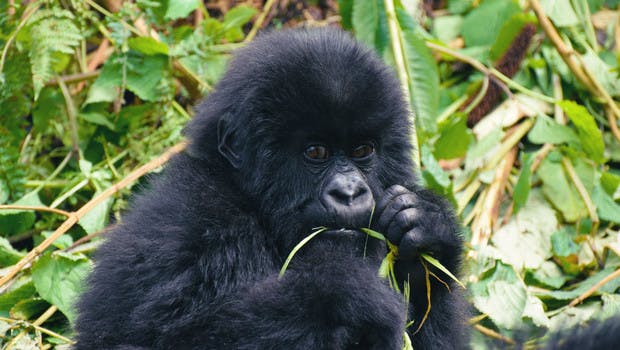 Jeune gorille dans le parc des Volcans au Rwanda