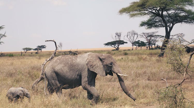 Éléphants en Tanzanie
