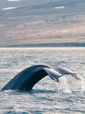 Une baleine fait une furtive apparition dans les eaux québécoises.