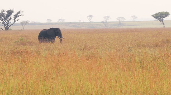 Éléphant dans la savane en Ouganda
