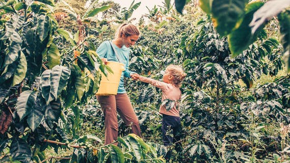 Recolecta de café en Colombia en familia