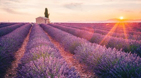 Lavendelfelder in der Provence