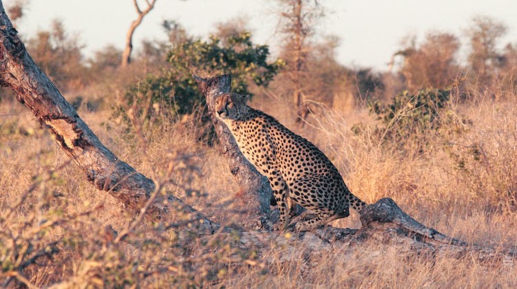 Guépard dans le parc Kruger en Afrique du Sud