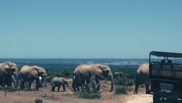 Elephants parc afrique du sud