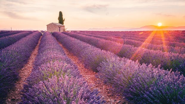 Lavendelfelder in der Provence