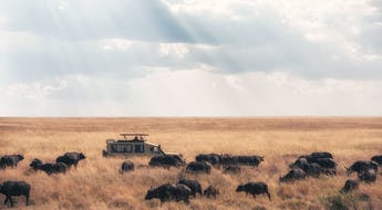 Un 4x4 au milieu d'un troupeau de buffles dans le parc du Serengeti en Tanzanie
