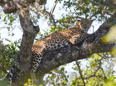 Sri Lanka Leopard