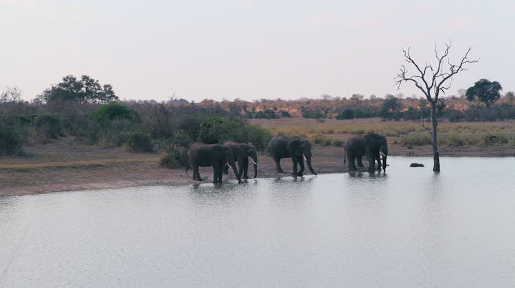 Parque Nacional Kruger en Sudáfrica