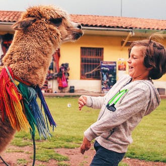 Llama en Perú