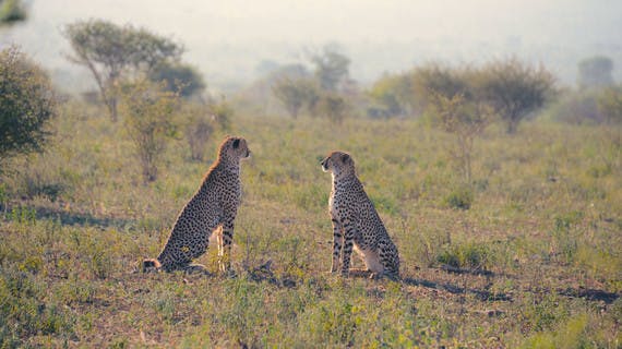 Coupe de guépards dans le parc Kruger