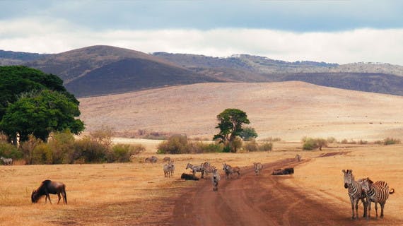 Zèbres et buffle dans les plaines du Serengeti en Tanzanie