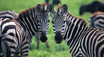 Deux zèbres dans le parc du Serengeti