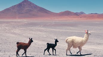 Llamas atravesando el altiplano boliviano