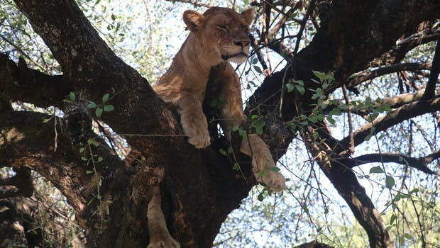 Lion perché dans un arbre en Ouganda