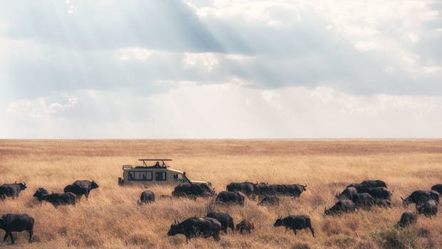 Un 4x4 au milieu d'un troupeau de buffles dans le parc du Serengeti en Tanzanie