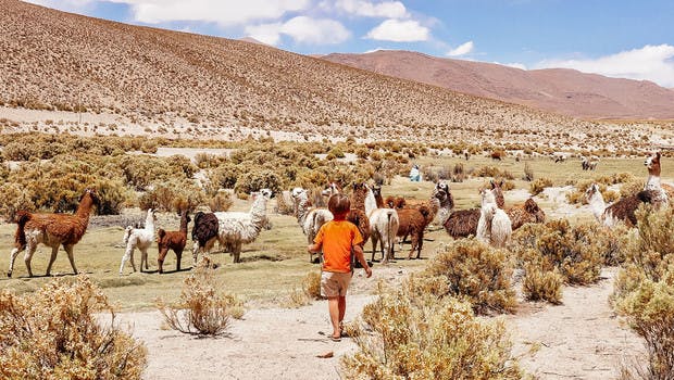 Descubre llamas en Bolivia con tus hijos