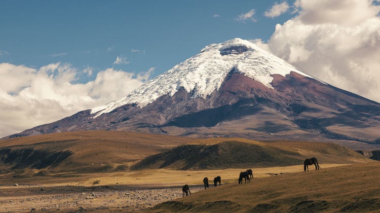 Chevaux sauvages avec le volcan Cotopaxi en arrière-plan