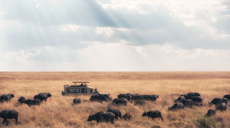 Un 4x4 au milieu d'un troupeau de buffles dans le parc du Serengeti en Tanzanie