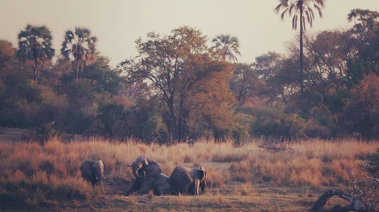 Eléphants Zambèze