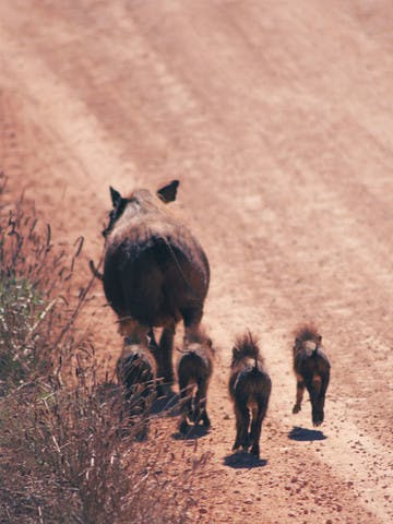Safari en Tanzanie, phacochères