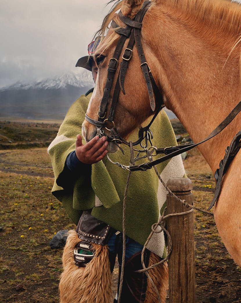 horse