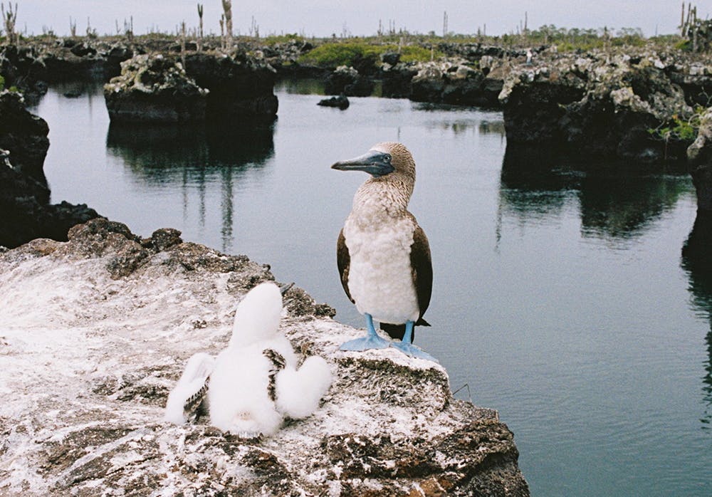 birds on a lake