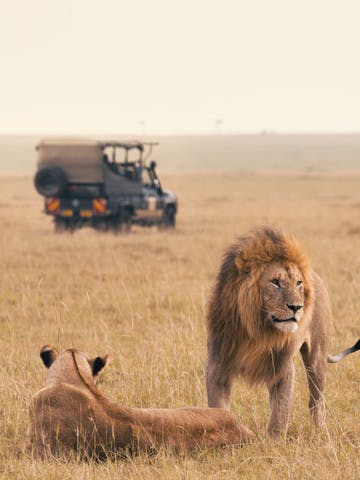 Couple de lions dans la savane avec un 4x4 au second plan