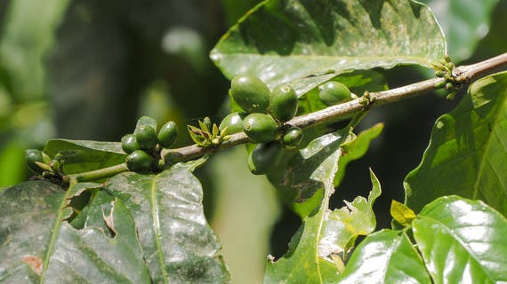 Graines de café en Guadeloupe