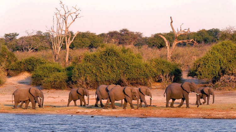 Troupeau d'éléphants au bord d'une rivière dans le parc Chobe au Botswana