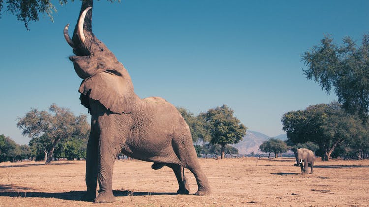 Éléphant attrapant des feuillages avec sa trompe dans le parc de Mana Pools au Zimbabwe