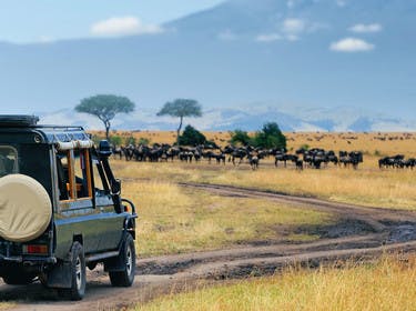 Safari dans le parc de Masai Mara au Kenya