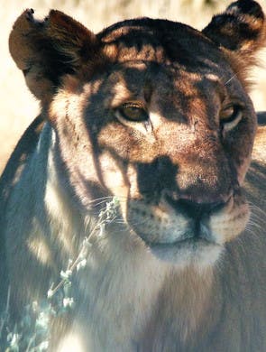Portrait de lionne