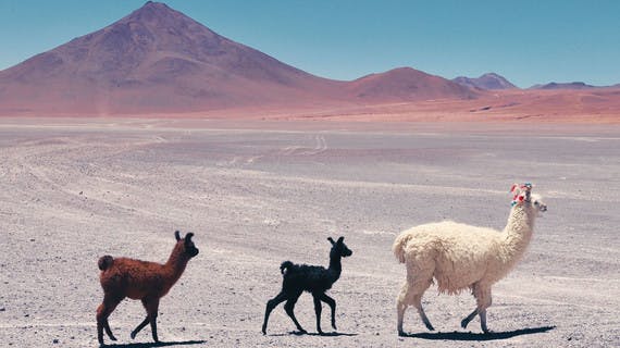 Llamas atravesando el altiplano boliviano