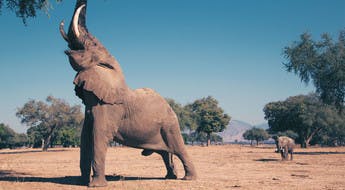 Éléphant attrapant des feuillages avec sa trompe dans le parc de Mana Pools au Zimbabwe