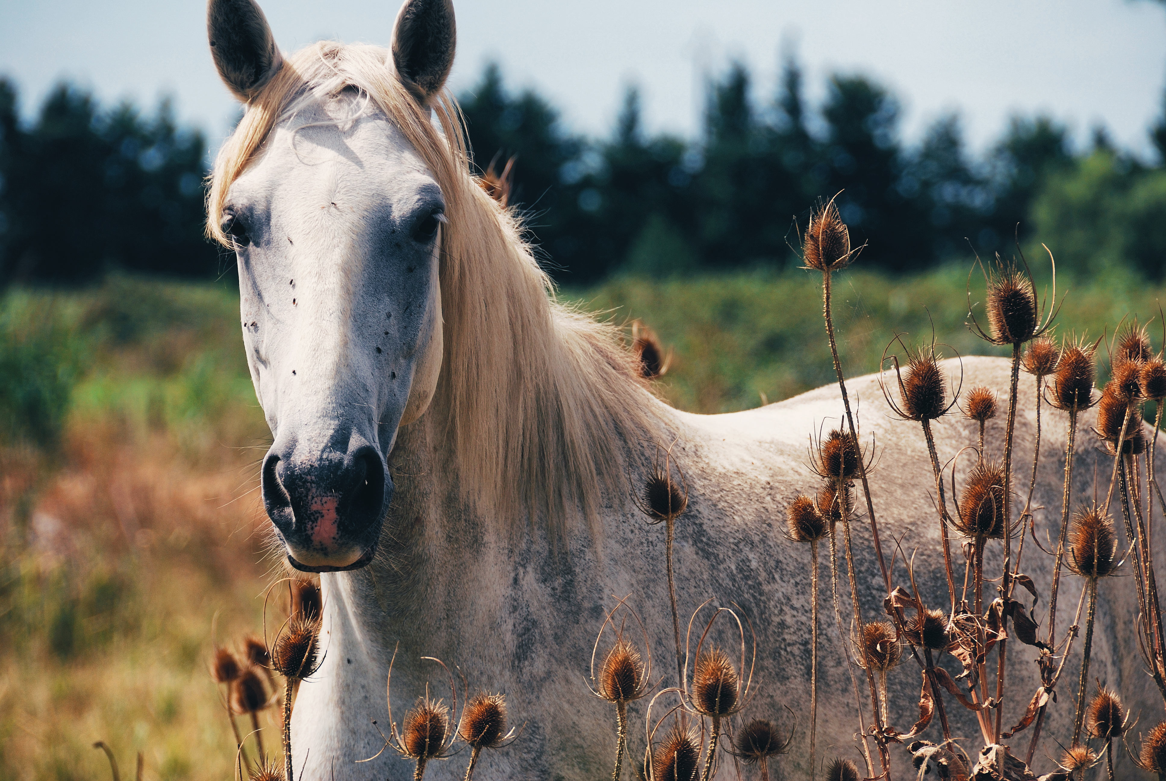 Ein Pferd in der Provence Frankreichs