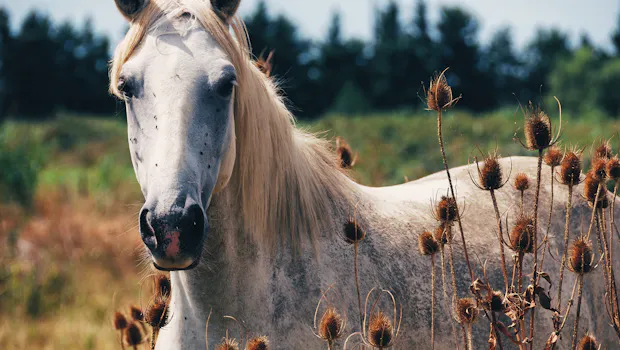 Ein Pferd in der Provence Frankreichs