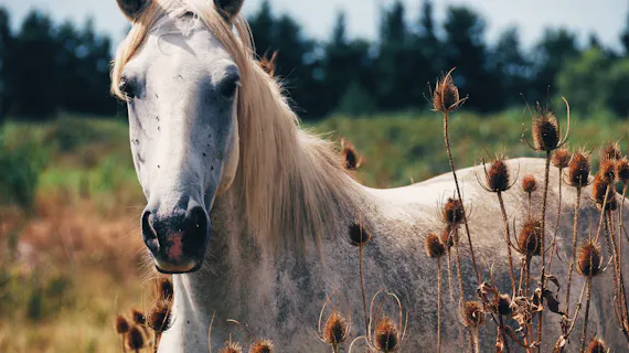 Ein Pferd in der Provence Frankreichs