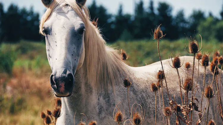 Ein Pferd in der Provence Frankreichs